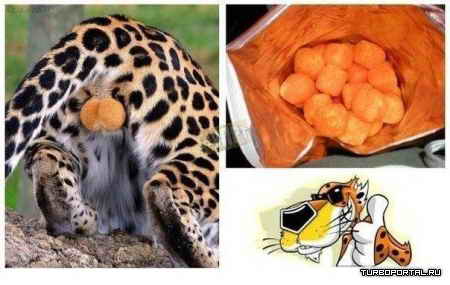 ����� ����� ������ �������