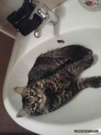 ���� � �������� - ����