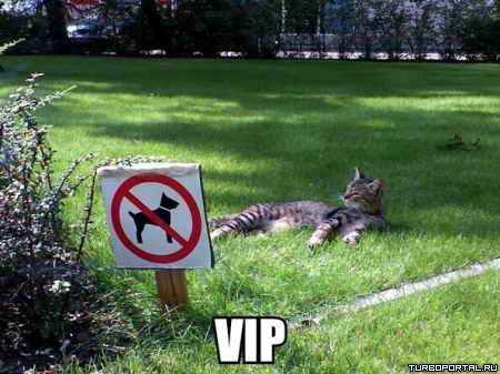 ��� �� ������ - VIP