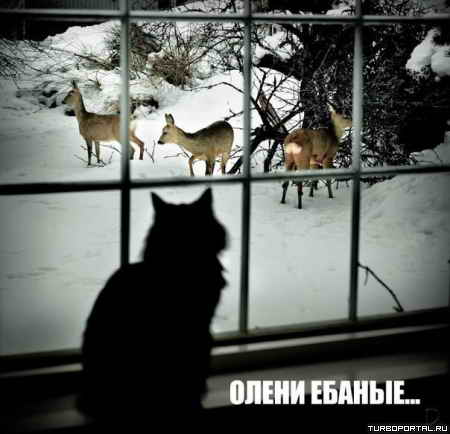 ��� ������� � ���� �� ������