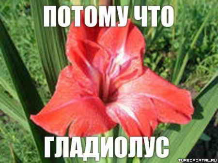 ������ ��� ���������