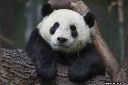 ���� � ���� ��������, �������� �� ������.