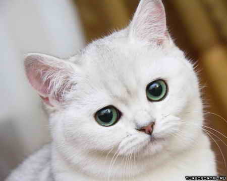 ����� ���� (����)