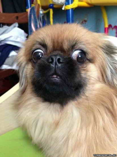 ��� ����� (������)