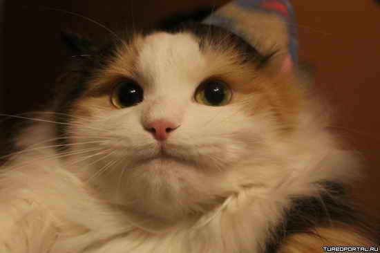 ��������� ��� � ������� - ���