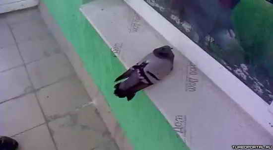 ������ �������� ����