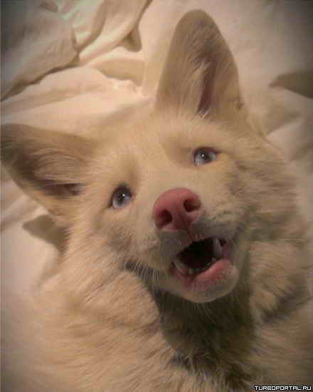 ���� � �������� ���� ����� "������� ����������"