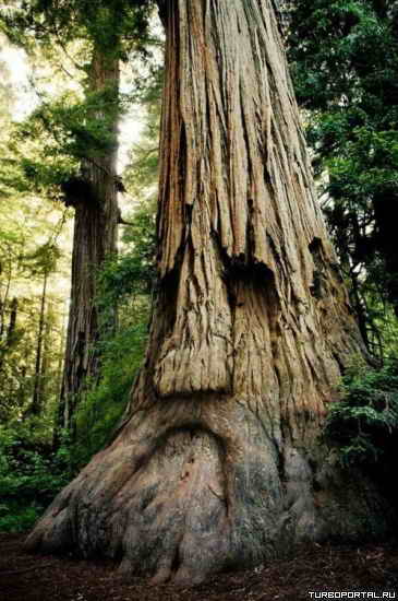 �������� ������ � ���� - ����