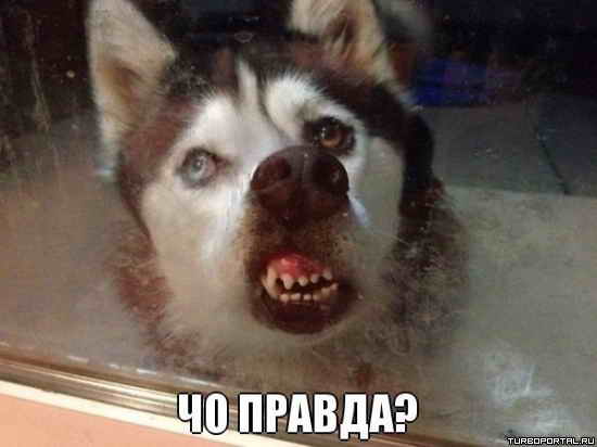 �� ������? - �����