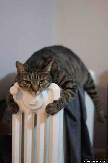 ��� ������� �� ������� - ����