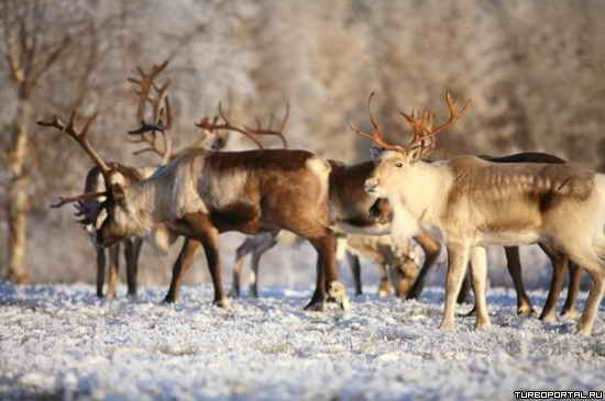 ������� ����� �������� ���� ������� �� ����