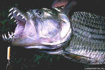 ������� ����� ��������� ����������� ��� �� ��������