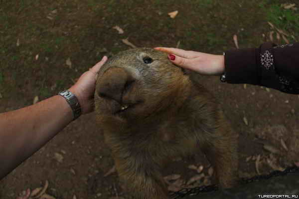 ���� �������