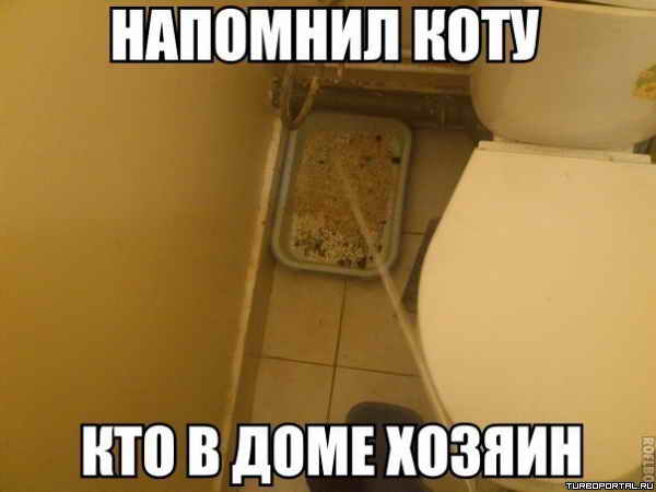 Напомнил коту кто в доме хозяин Напомнил коту кто в доме хозяин