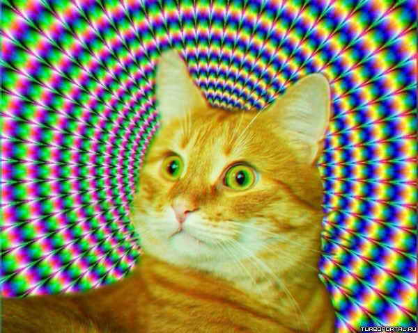 ��������� ���