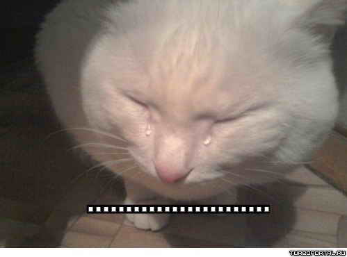 ��� ������ ����